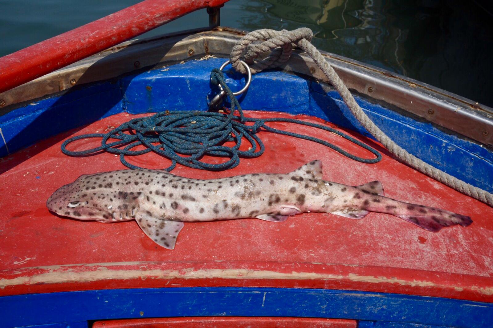 Il gattopardo o gattuccio maggiore